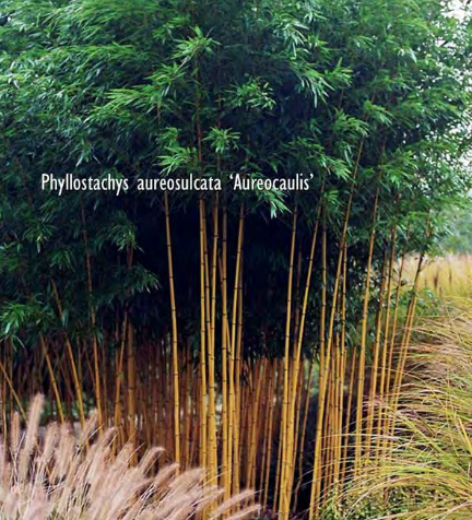 Саженцы садового бамбука - Phyllostachys aureosulcata Aureocaulis